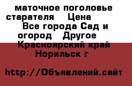 маточное поголовье старателя  › Цена ­ 3 700 - Все города Сад и огород » Другое   . Красноярский край,Норильск г.